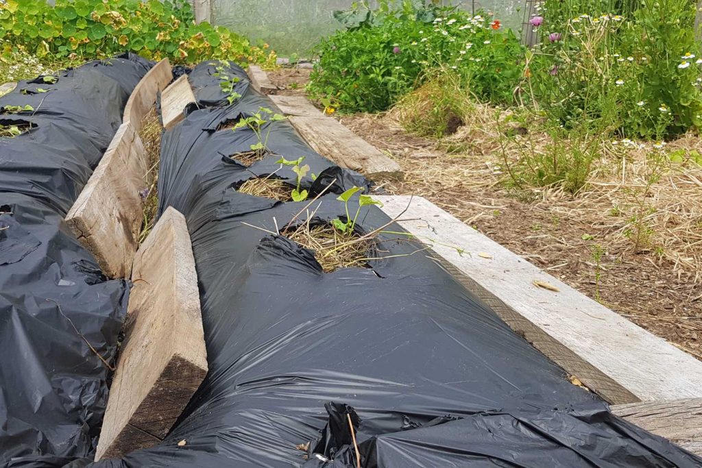 kumara shoots planted into plastic