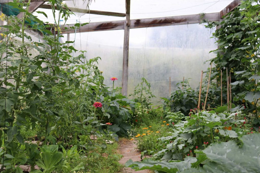 crimson clover calendula salads basil and zinnia living mulch in the november greenhouse