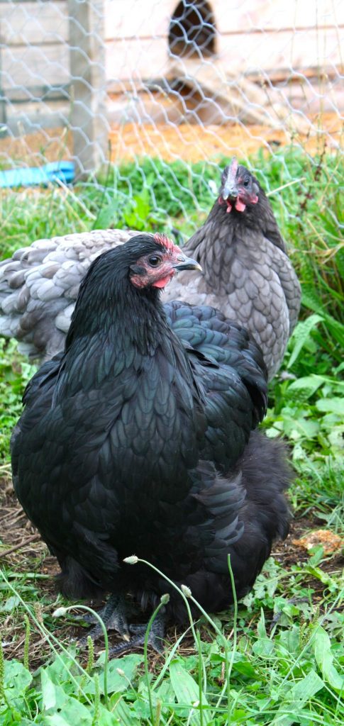 orpingtons chickens